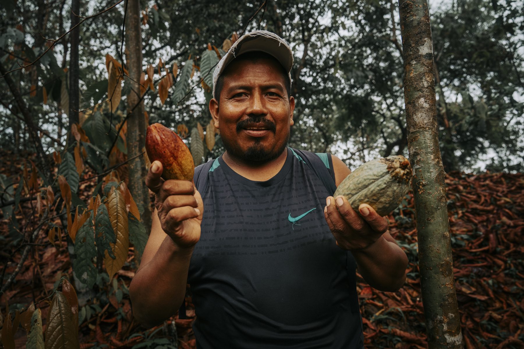 A Guatemalan cacao farmer holding two freshly harvested cacao pods in the forest